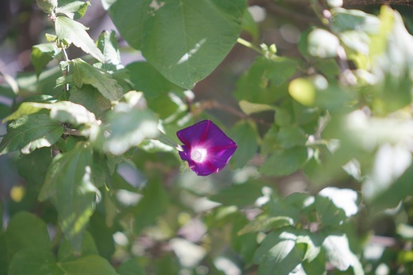 angenieux_90mm_type_y12_l39_sony_a7r_ii