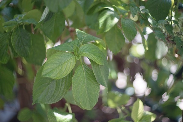 helios-40-2-c_85mm_85mm_canon_eos_ef_sony_a7