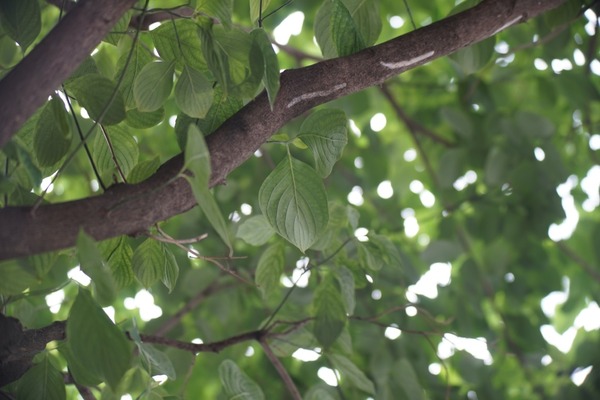 komura_mfg_kmc_komuranon_75-150mm_macro_715_m42-sony_a7_75mm