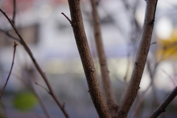 rollei_planar_85mm_hft_canon_eos_ef_sony_a7_a