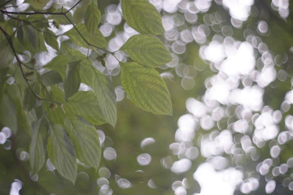 petri_cc_orikkor_50mm_m42_sony_a7