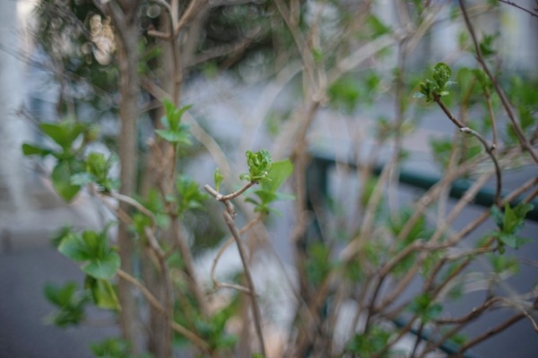 konica_hexanon_ar_50mm_sony_a7