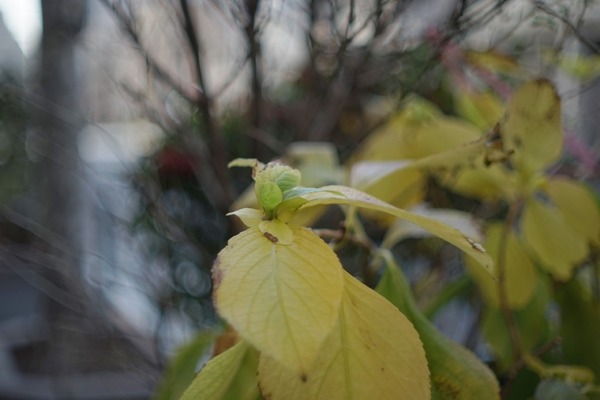 olympus_pen-ft_h_zuiko_42mm_sony_a7_aps-c