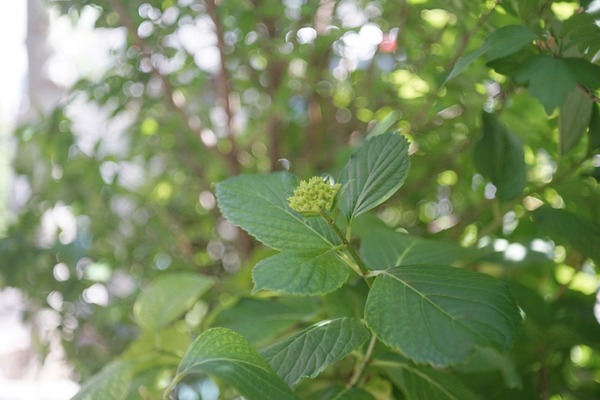 schneider_retina-xenon_50mm_deckel_sony_a7_a