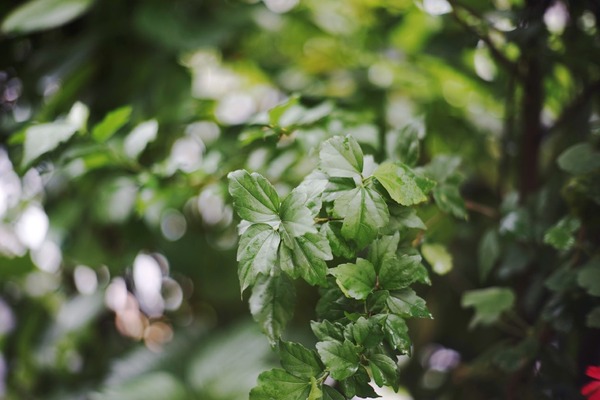 olympus_pen-ft_g_zuiko_60mm_sony_a7