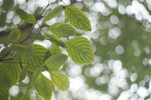 pentax_smc-p_55mm_pk-sony_a7