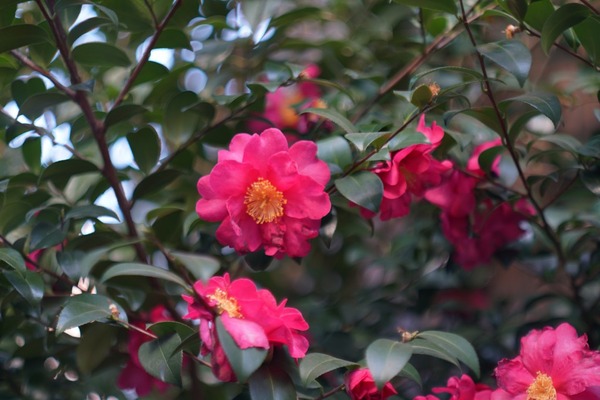 carl_zeiss_mc_biometar_80mm_p6_sony_a7r_ii