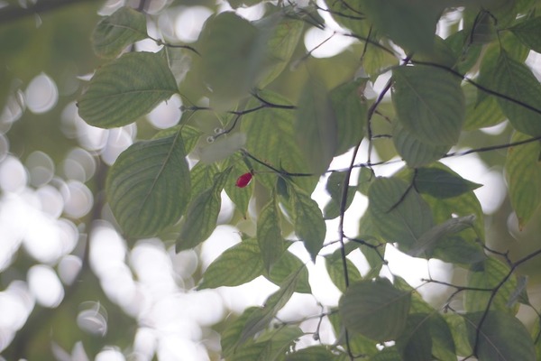 sankyo_komura_80mm_minolta_sr_sony_a7_a