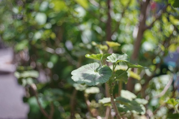 kodak_ektar_50mm_lm_sony_a7