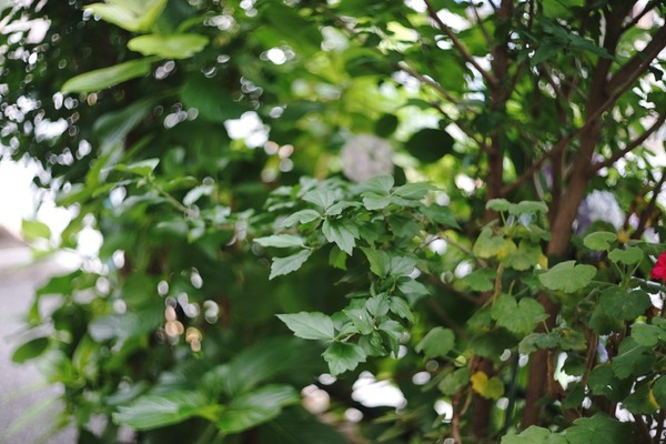 schneider_retina-xenon_50mm_deckel_sony_a7