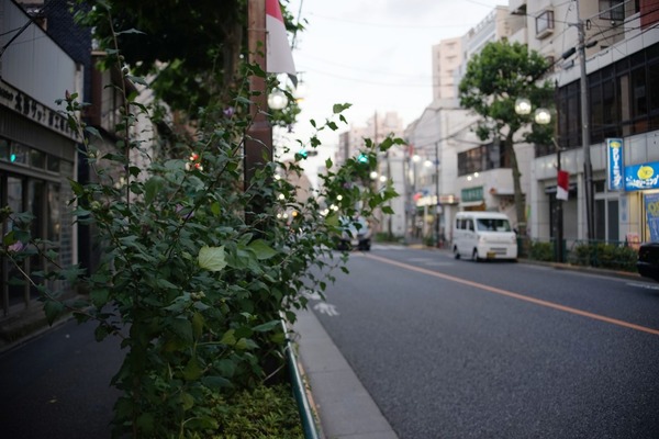 nikon_series_e_36-72mm_sony_a7_36mm