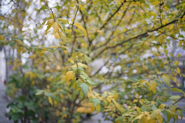 konica_m-hexanon_35mm_sony_a7r_ii