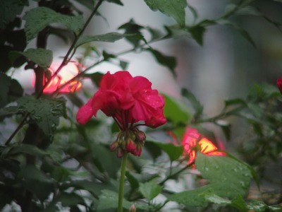 angenieux_cine_8-64mm_type_8x8b_64mm_pentax_q10