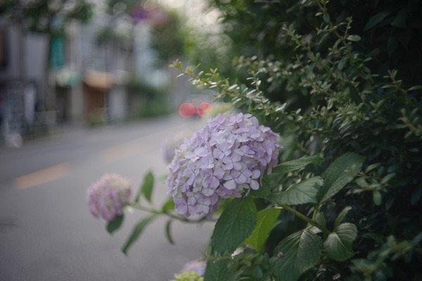 canon_serenar_50mm_l39_sony_a7