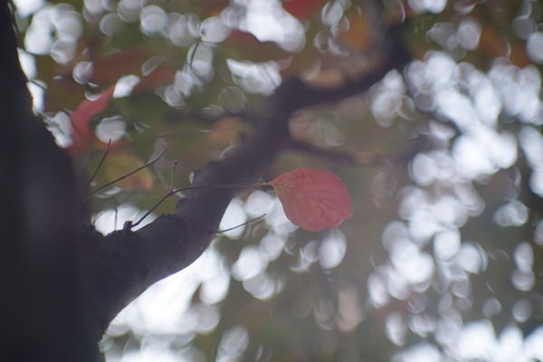 jupiter-9_85mm_m42_sony_a7_b