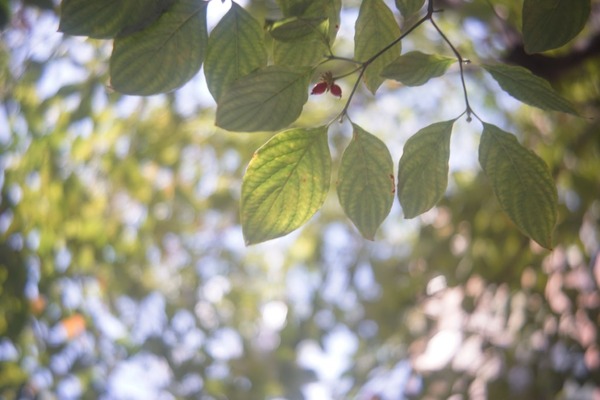 baby_sem_som_berthiot_45mm_sony_e_a7