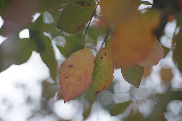 carl_zeiss_sonnar_85mm_contarex_sony_a7r_ii