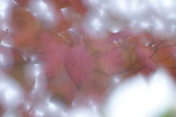 kiyohara_soft_vk105l_105mm_sony_a7