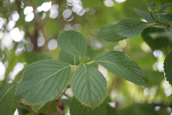 cosina_cosinon-s_50mm_pk_sony_a7