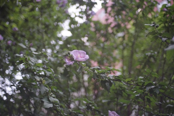 konica_ar_hexanon_40mm_sony_a7