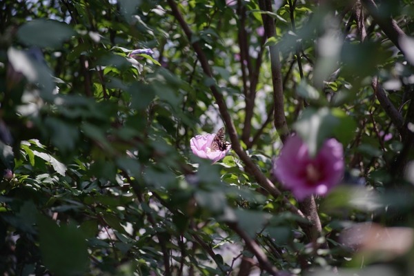 minolta_tele_rokkor_100mm_m42_sony_a7_2