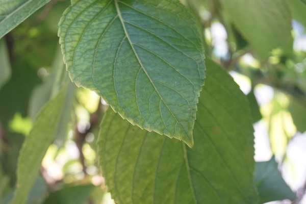 rodenstock_rodagon_50mm_sony_a7