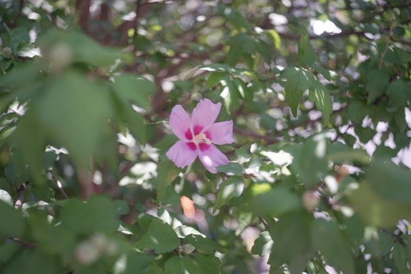 schneider_xenar_50mm_m42_sony_a7