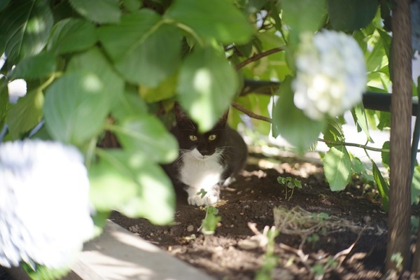 olympus_pen-ft_g_zuiko_70mm_sony_a7_b