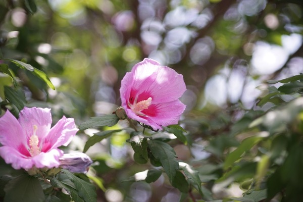 olympus_om_135mm_macro_nikon-f_sony_a7