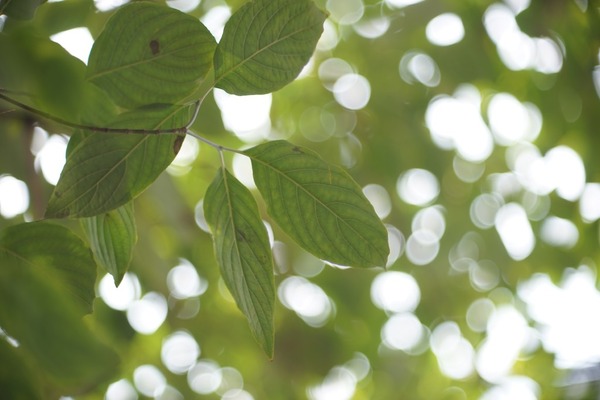 sankyo_koki_komura-_105mm_l39_sony_a7