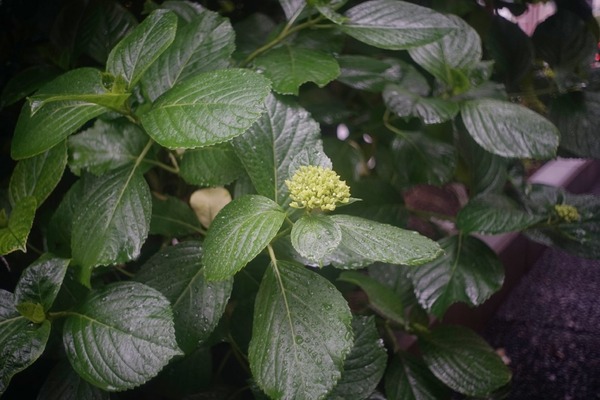 taylor_hobson_speed_panchro_28mm_l39_sony_a7