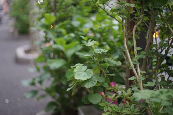 petri_cc_auto_55mm_leica-m_sony_a7