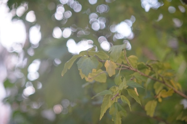 carl_zeiss_planar_50mm_cine_c_sony_a7