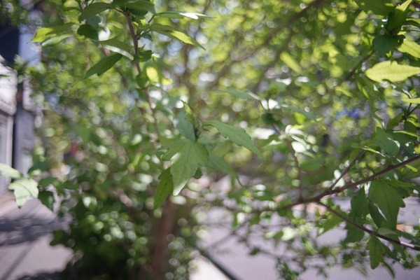 fujifilm_ebc_fujinon_24mm_m42_sony_a7_2