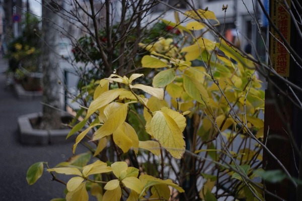 konica_hexanon_48mm_sony_e_a7