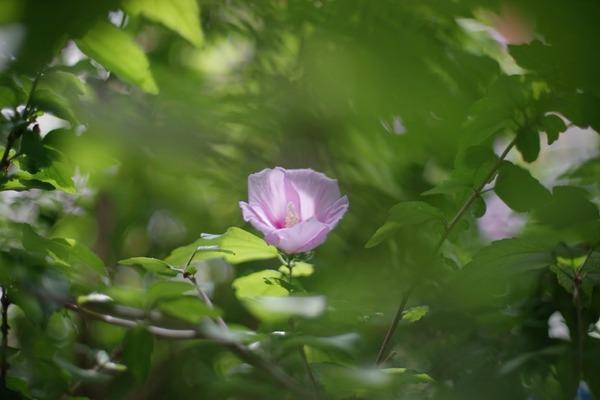 pentax_smc-a_50mm_sony_a7