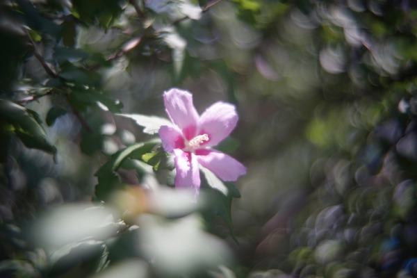 kern_switar_h16_rx_50mm_sony_e_a7