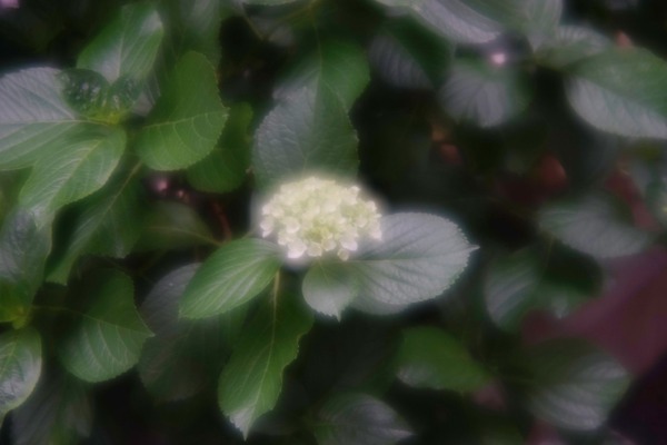 canon_new_fd_85mm_softfocus_soft_3_sony_a7