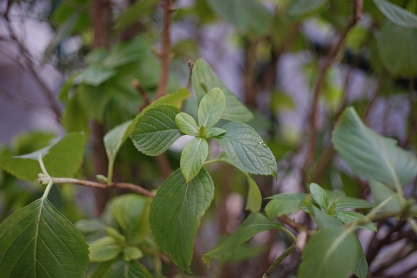 ricoh_xr_rikenon_50mm_sony_a7