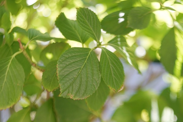 minolta_varisofto_rokkor_85mm_sony_a7_0