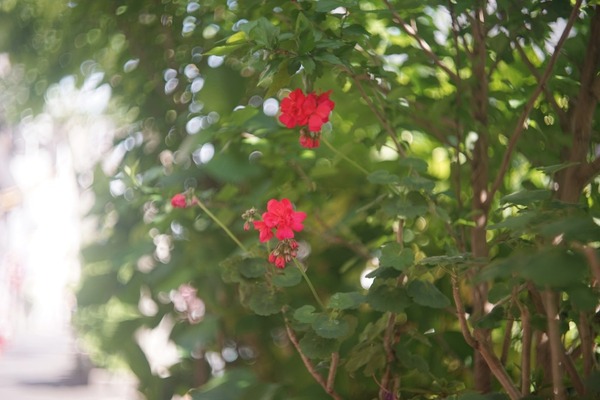 canon_serenar_50mm_l39_sony_a7