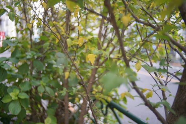 angenieux_35mm_type-r1_exakta_sony_a7r_ii