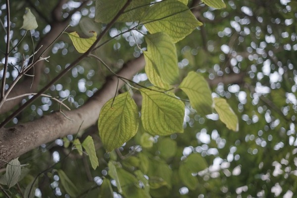 carl_zeiss_planar_32mm_arri-sony_a7