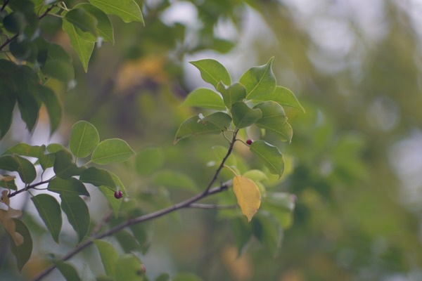 nikon_nikkor-sc_85mm_l39_sony_a7r_ii