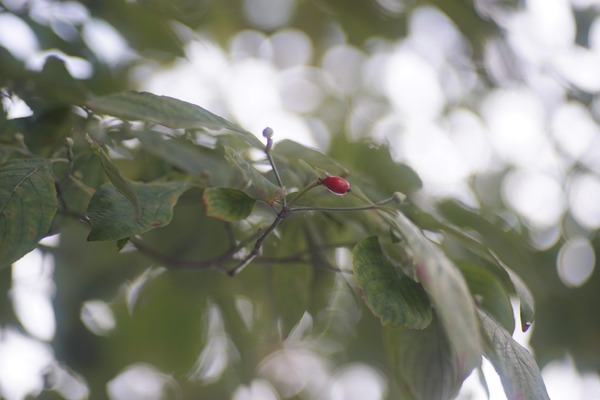 pentax_smc-m_85mm_sony_a7