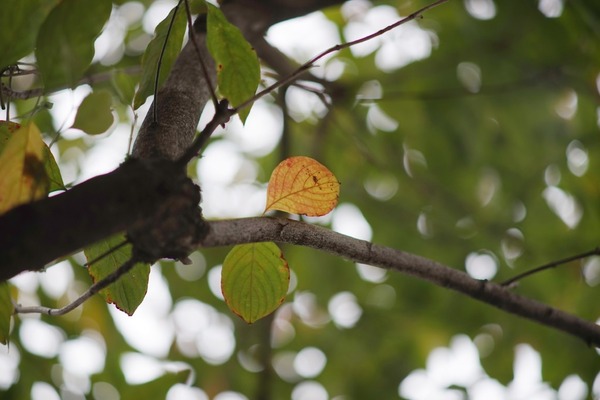 minolta_mc_tele_rokkor-pf_135mm_sony_a7