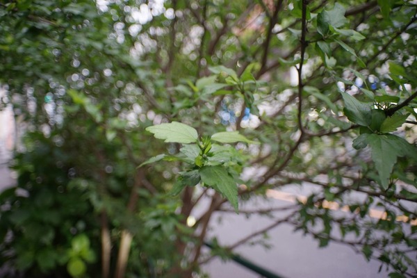 auto_bikoh_28mm_canon_fd_sony_a7_1