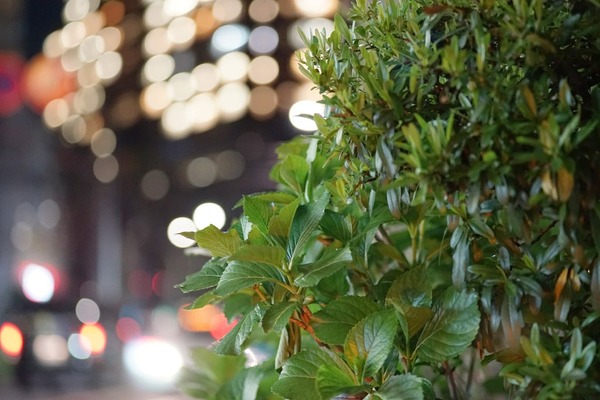 canon_fd_100mm_ssc_03