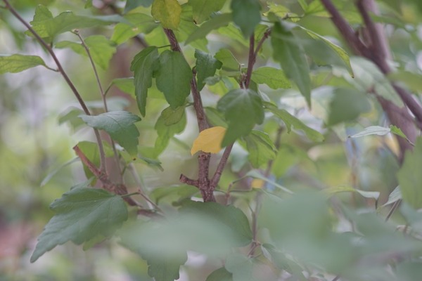 chiyoko_super_rokkor_45mm_l39_sony_a7