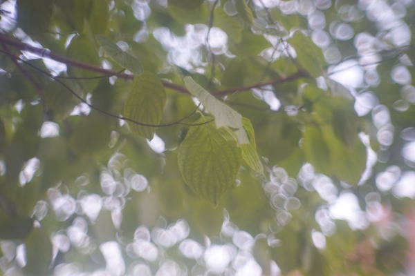 tanaka_tanar_50mm_l39-sony_a7